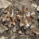 Private: Evidence of Earliest Dental Implants Discovered in France